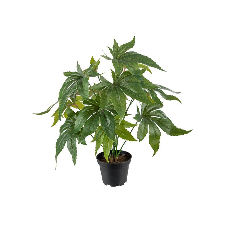 Mr Plant Anthurium ruukussa 30cm
