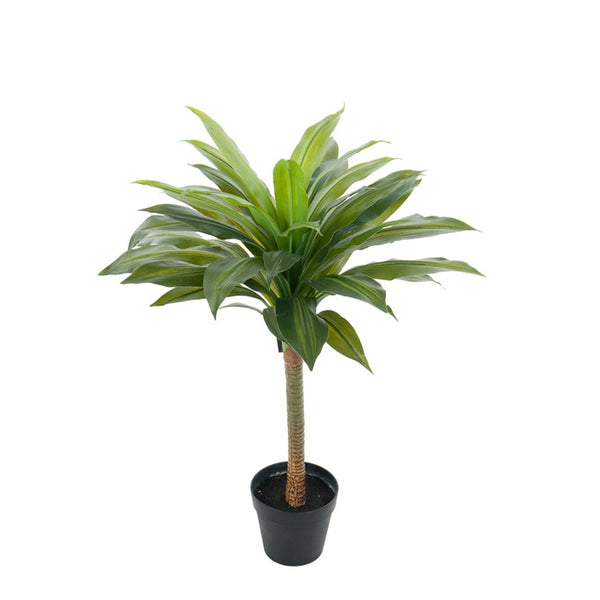 Mr Plant Dracena palmu ruukussa 75cm